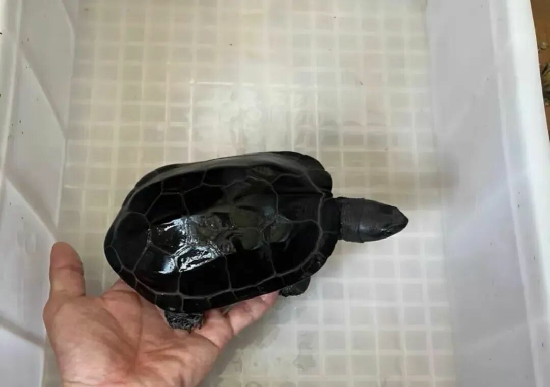 一只成年草龟