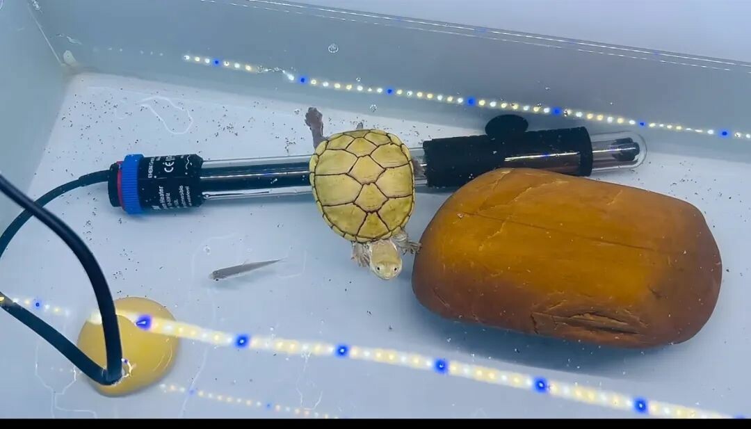 一只黄泽泥龟