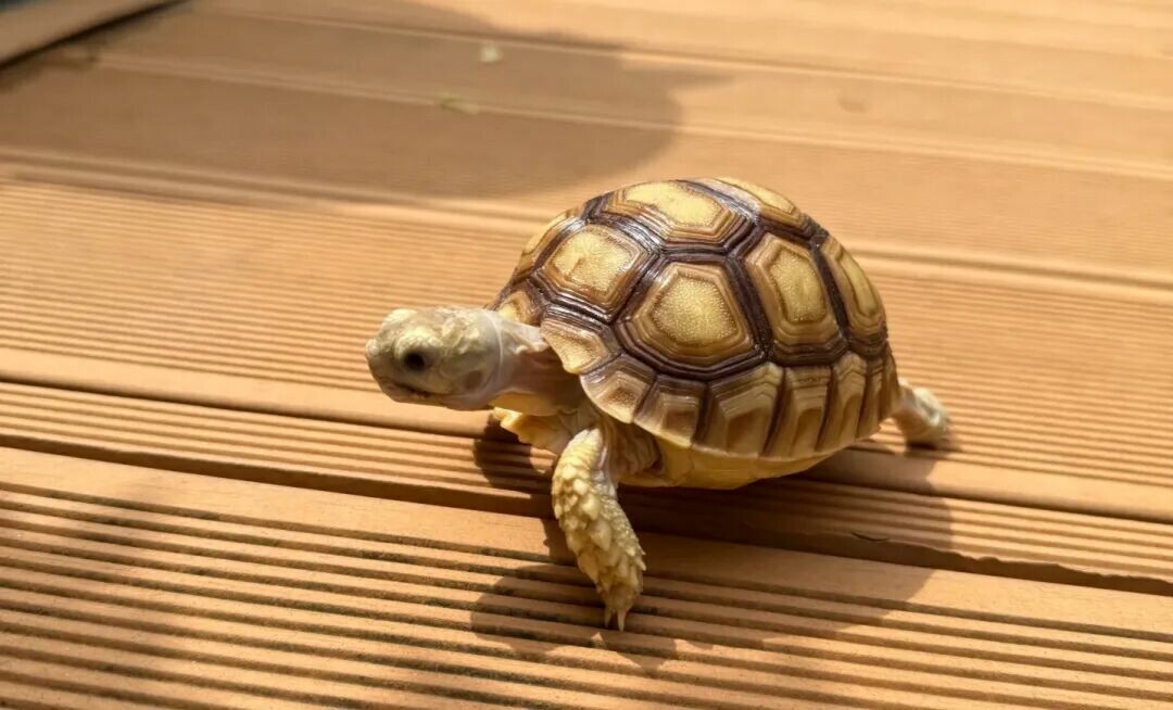 一只幼年苏卡达陆龟