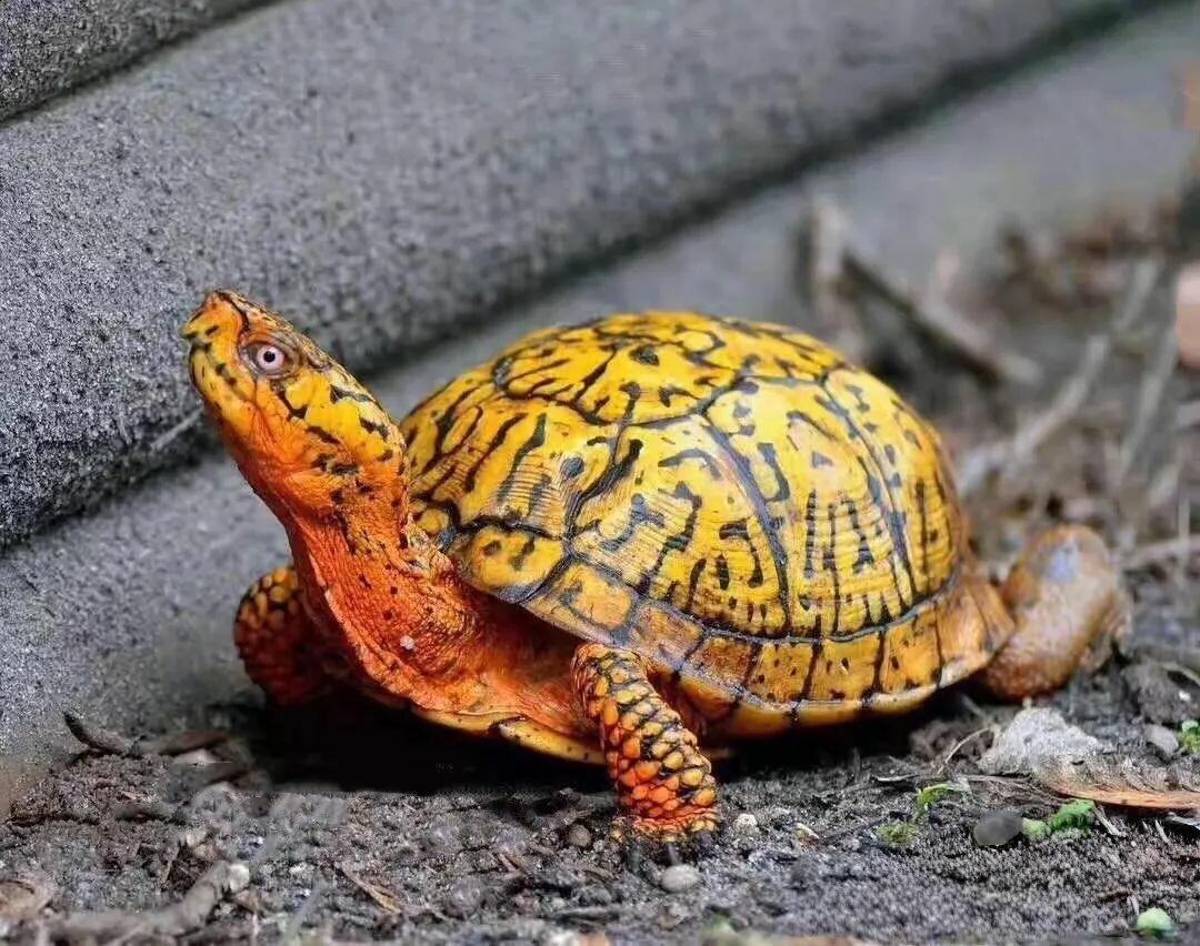 一只东部箱龟