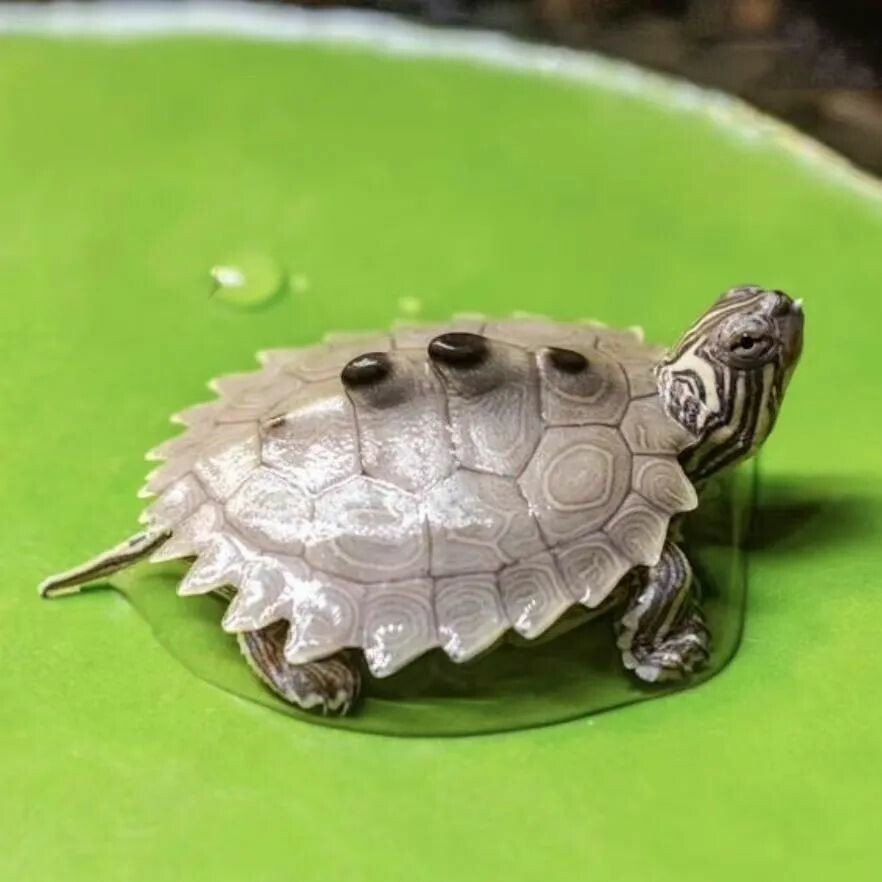 一只地图龟的背甲