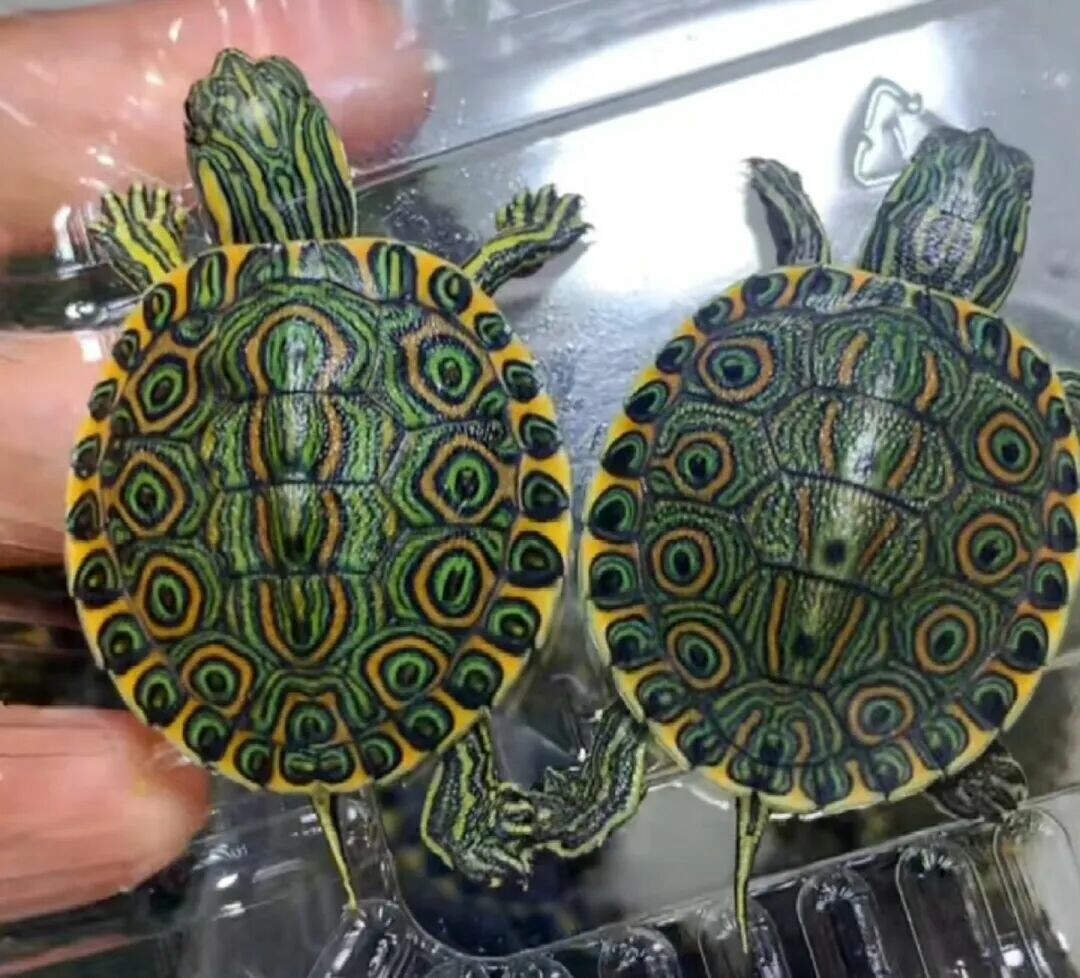 一只甜甜圈龟的特写