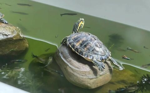 乌龟混养有风险！从鱼虾到螃蟹，哪些混养对象需谨慎选择？