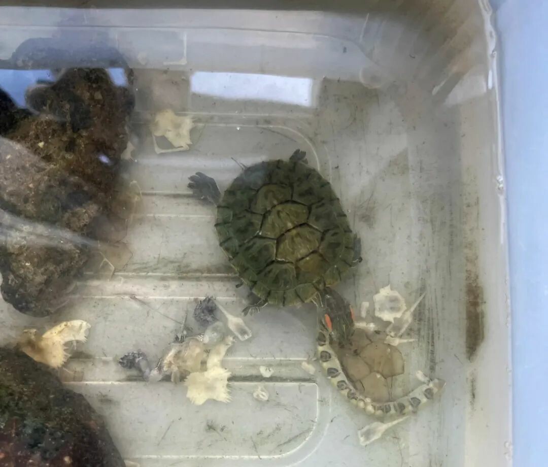 A red-eared slider biting another turtle