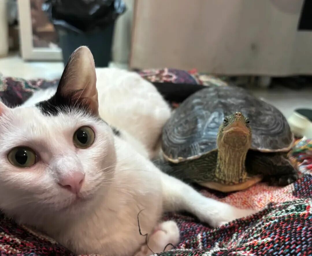 A turtle resting on a cat's back