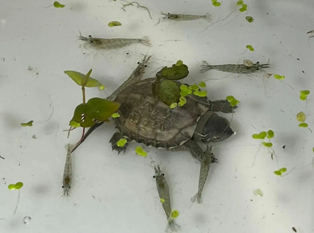 乌龟混养有风险!从鱼虾到螃蟹,哪些混养对象需谨慎选择?