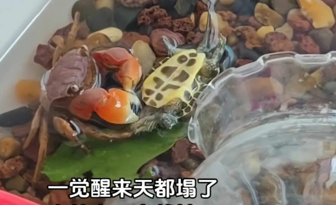 乌龟混养有风险!从鱼虾到螃蟹,哪些混养对象需谨慎选择?