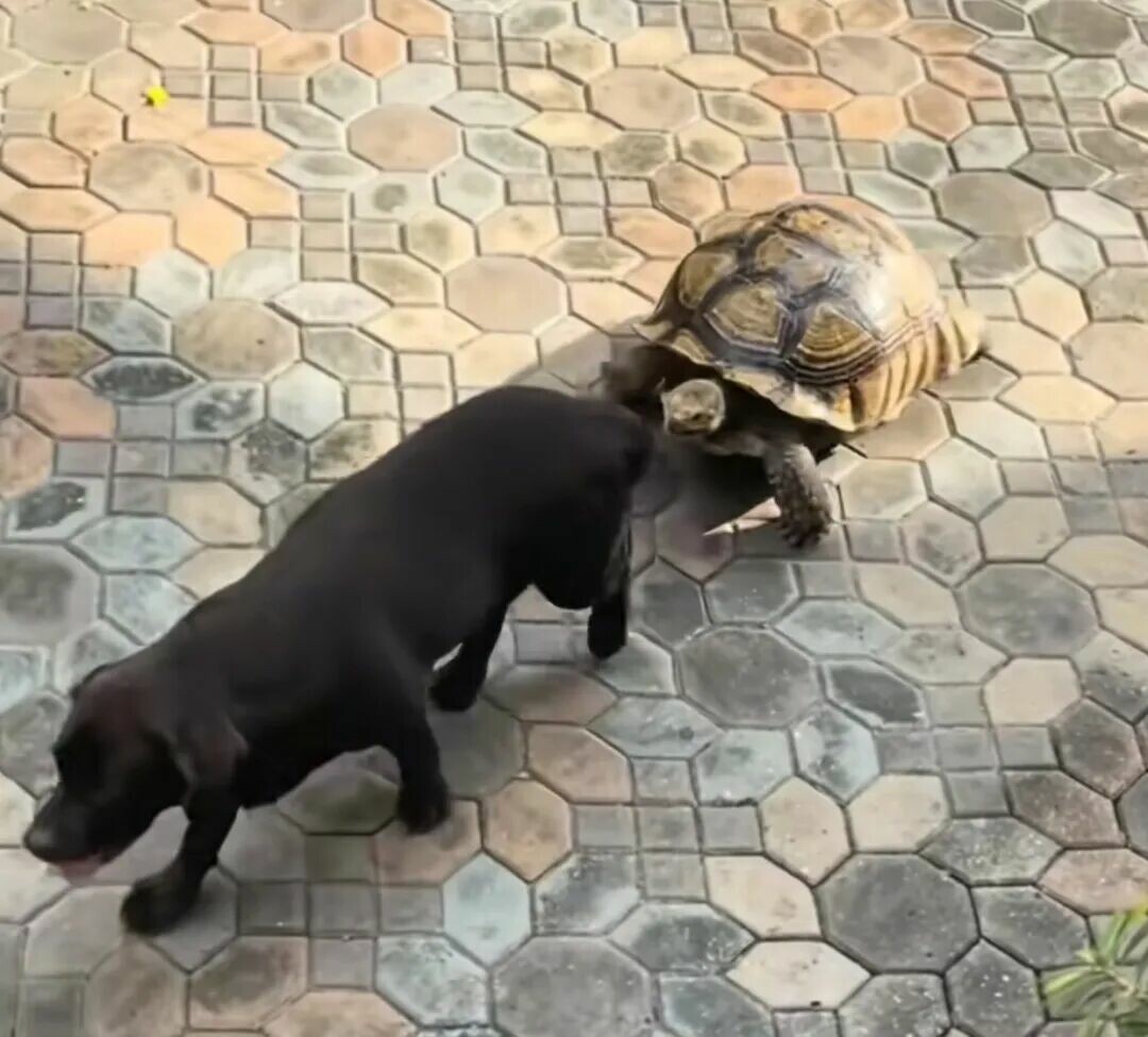 A Sulcata tortoise following a Labrador Retriever