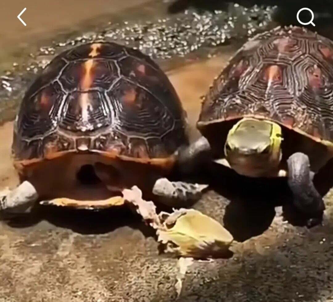 A Chinese box turtle tearing at food