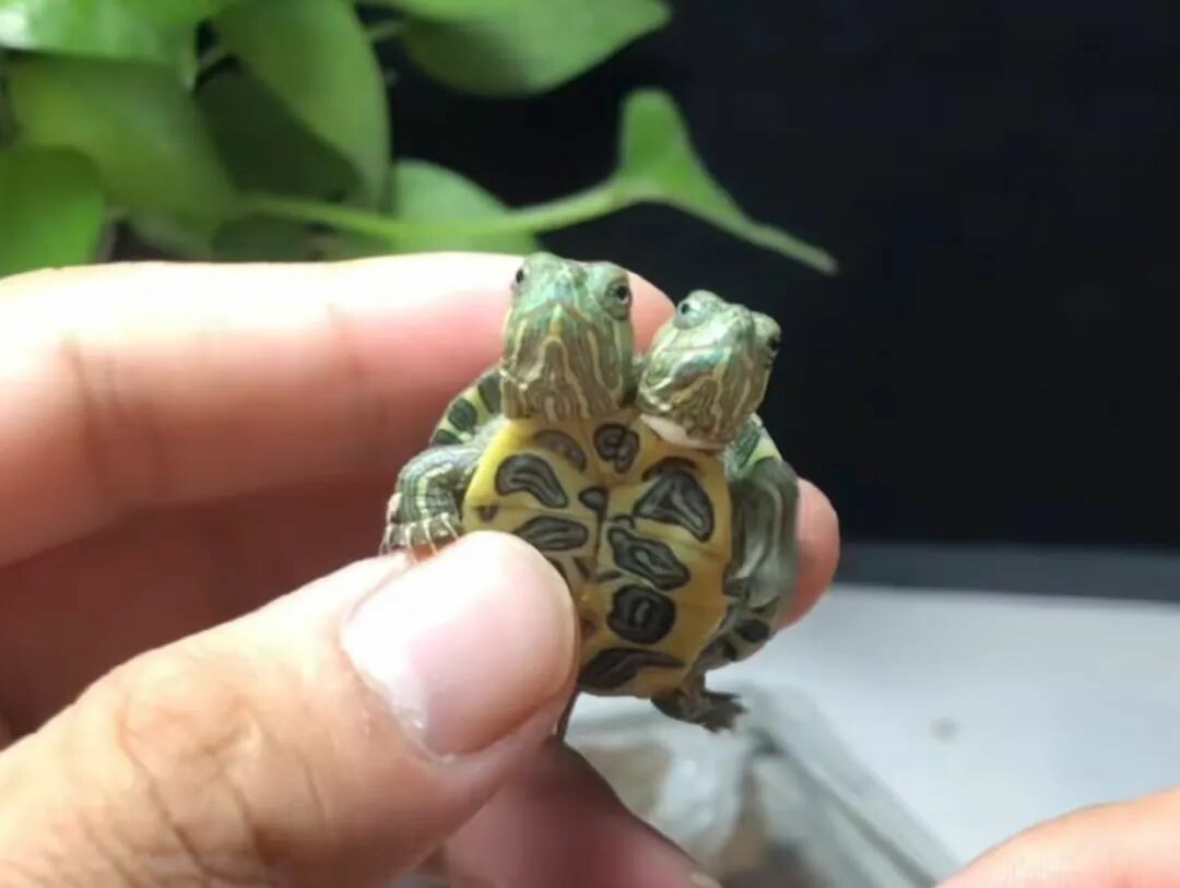 双头龟的商业价值与饲养风险，新手养龟需谨慎！