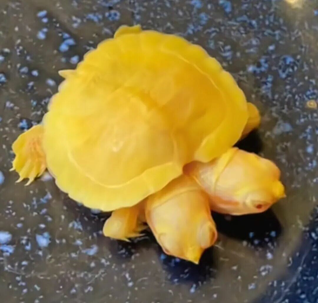 一只金黄色的双头钻纹龟
