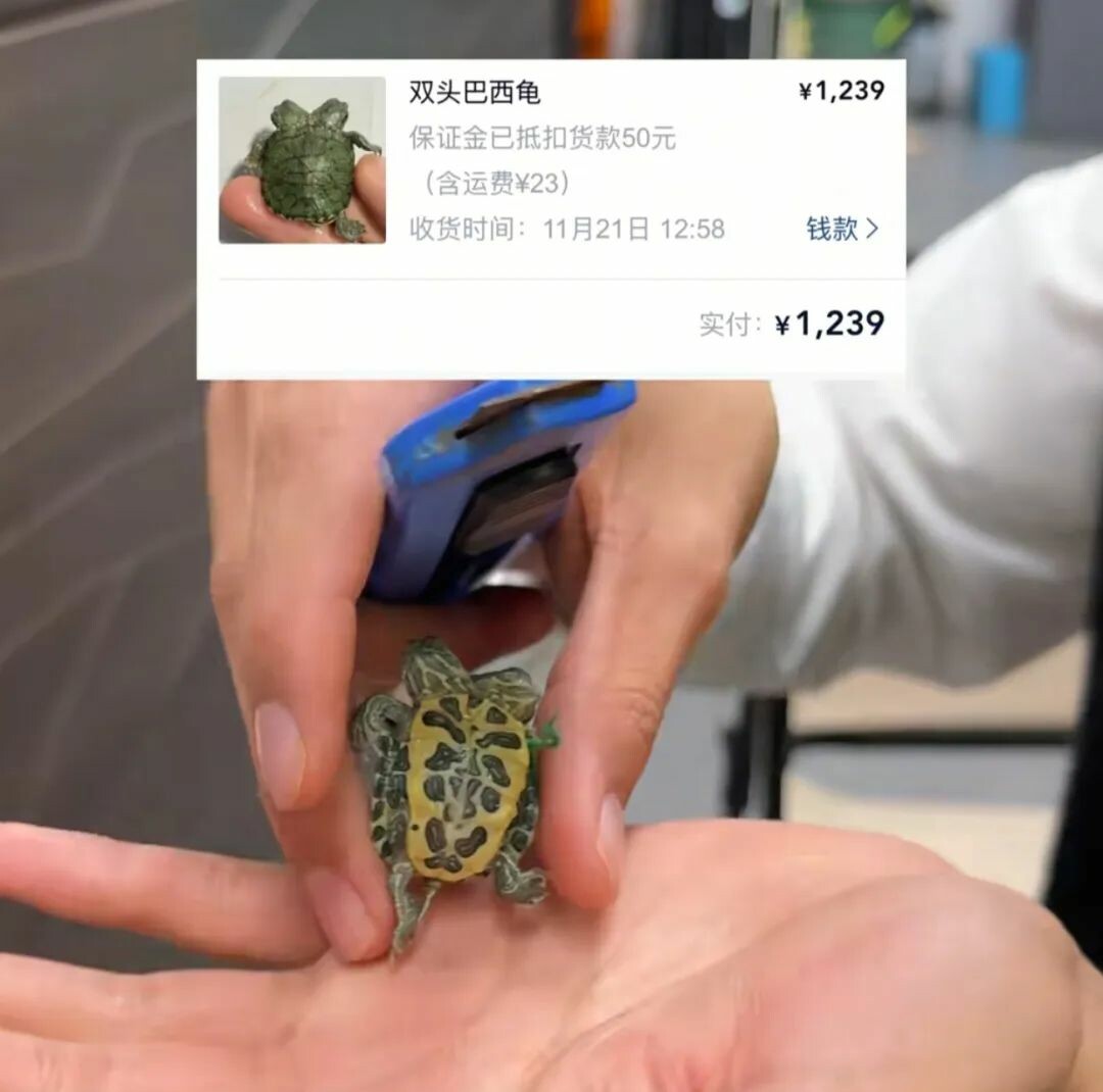 双头龟的商业价值与饲养风险,新手养龟需谨慎!