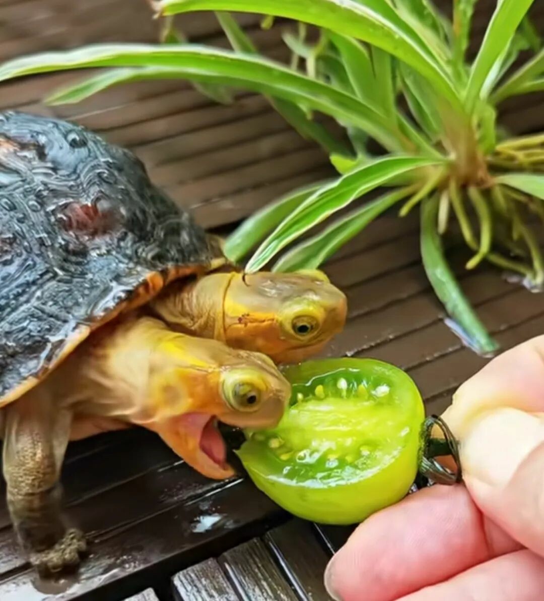 一只双头黄缘龟