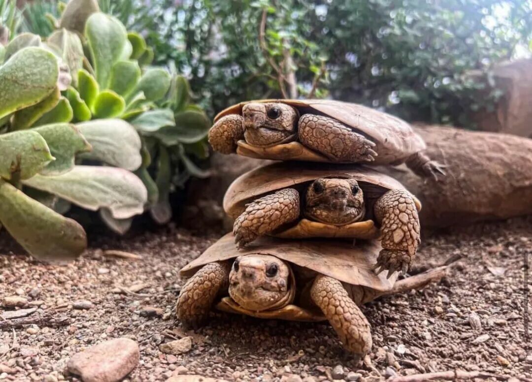 Two Pancake Tortoises on rocks