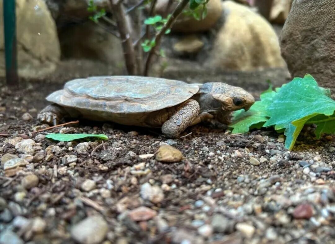 A Pancake Tortoise on a rock