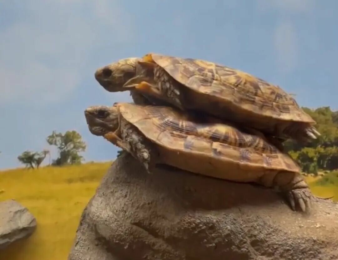 A Pancake Tortoise climbing on rocks