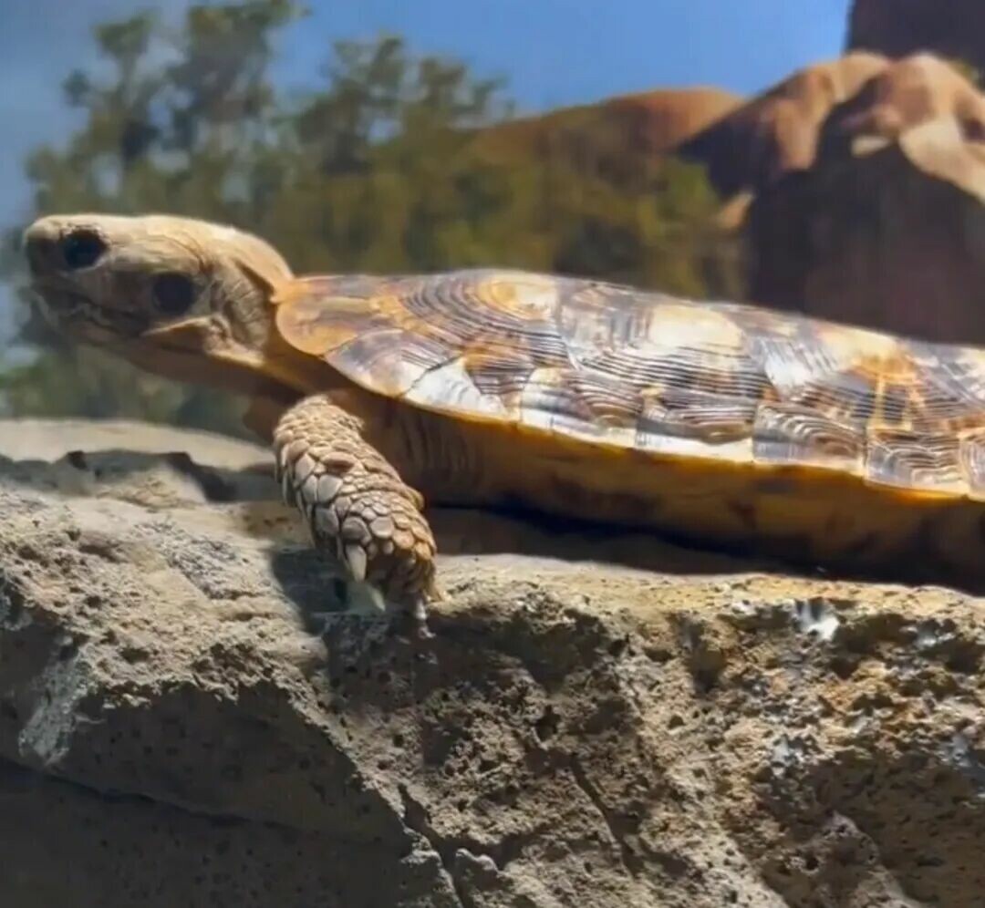 A Pancake Tortoise with a flat shell