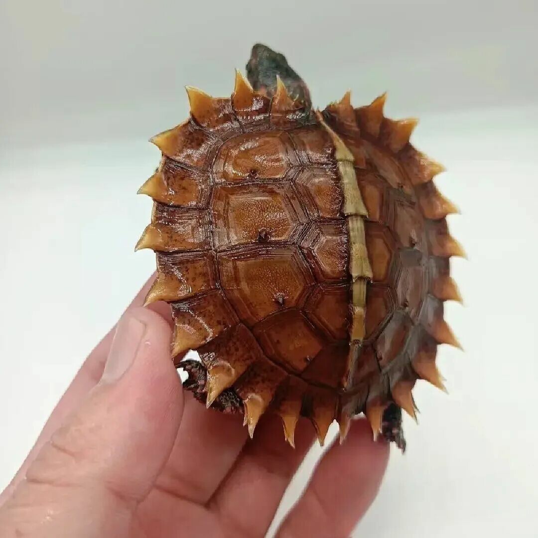 甲羅に小さな棘が一面に生えているトゲヤマガメ