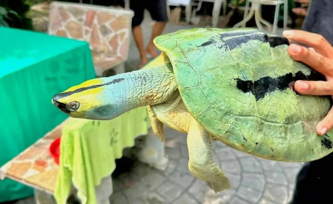 色が鮮やかでスイカのような見た目のカワガメ(スイカガメ)