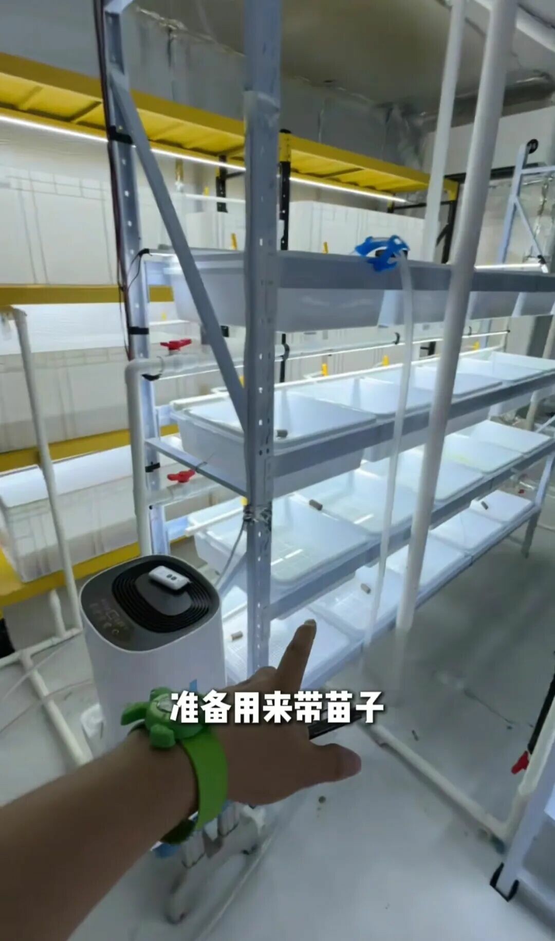 Turtles continuing to grow in a temperature-controlled room
