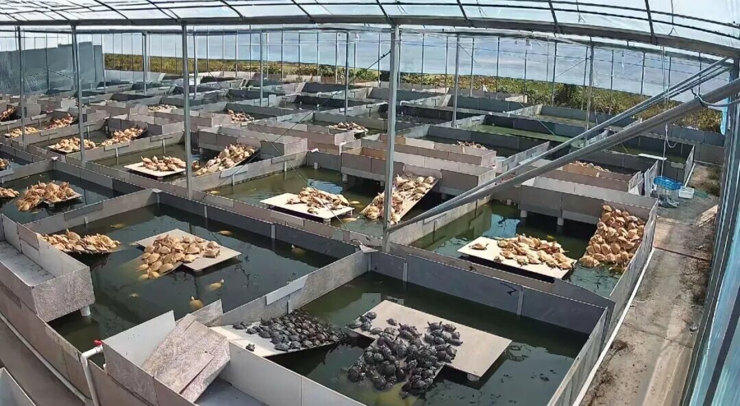 Multiple turtles gathered on a basking platform