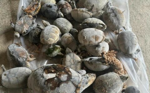 养龟人的心酸瞬间：5 大风险揭秘，温控失效比降价更可怕