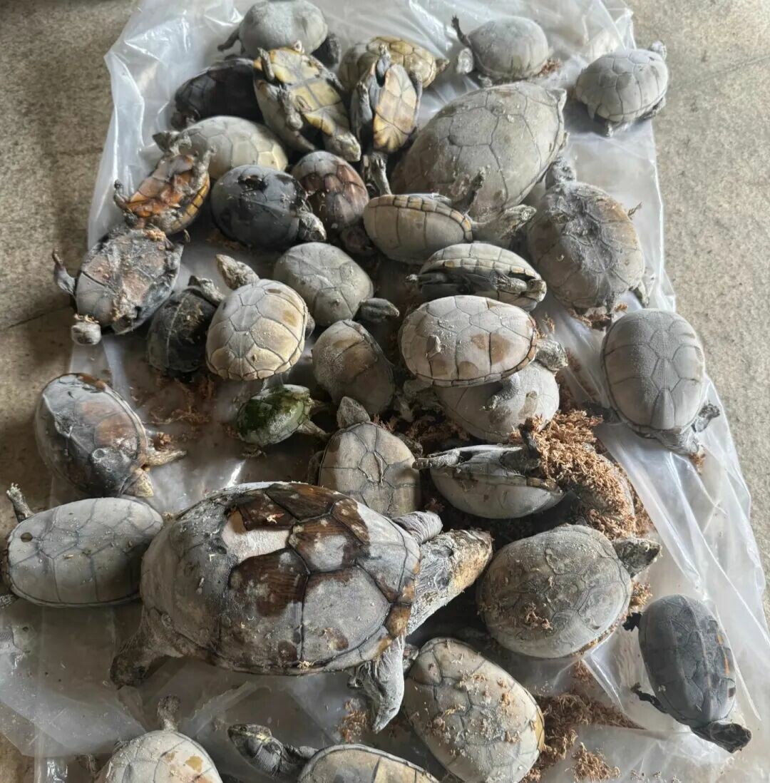 养龟人的心酸瞬间:5 大风险揭秘,温控失效比降价更可怕