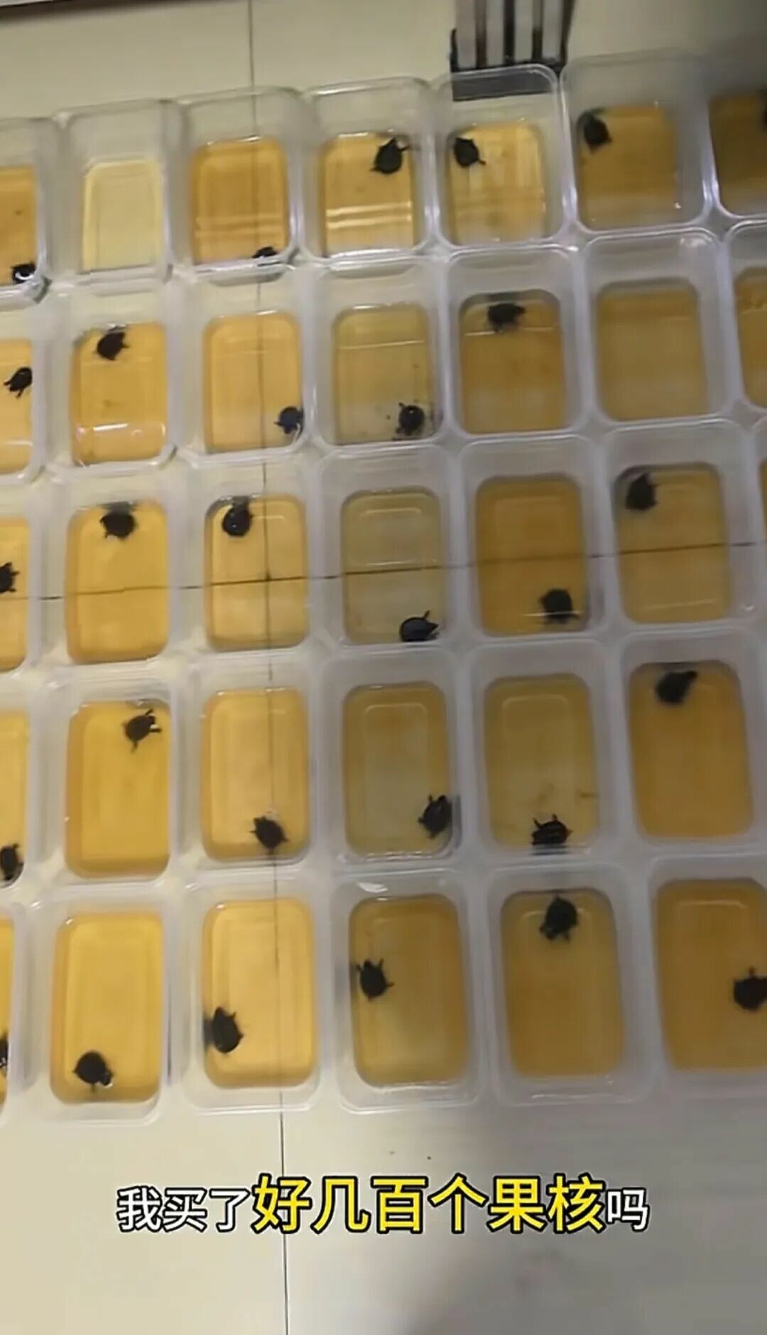 大量果核龟苗聚集在一起 