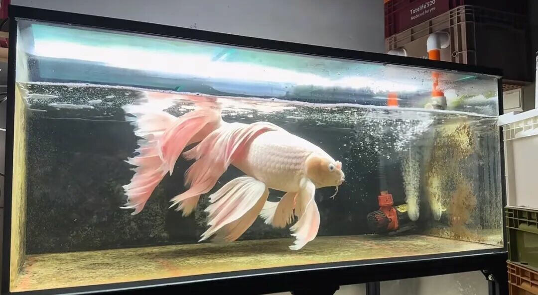 养了 10 年的蝴蝶鲤：一条鱼如何见证我的成长？
