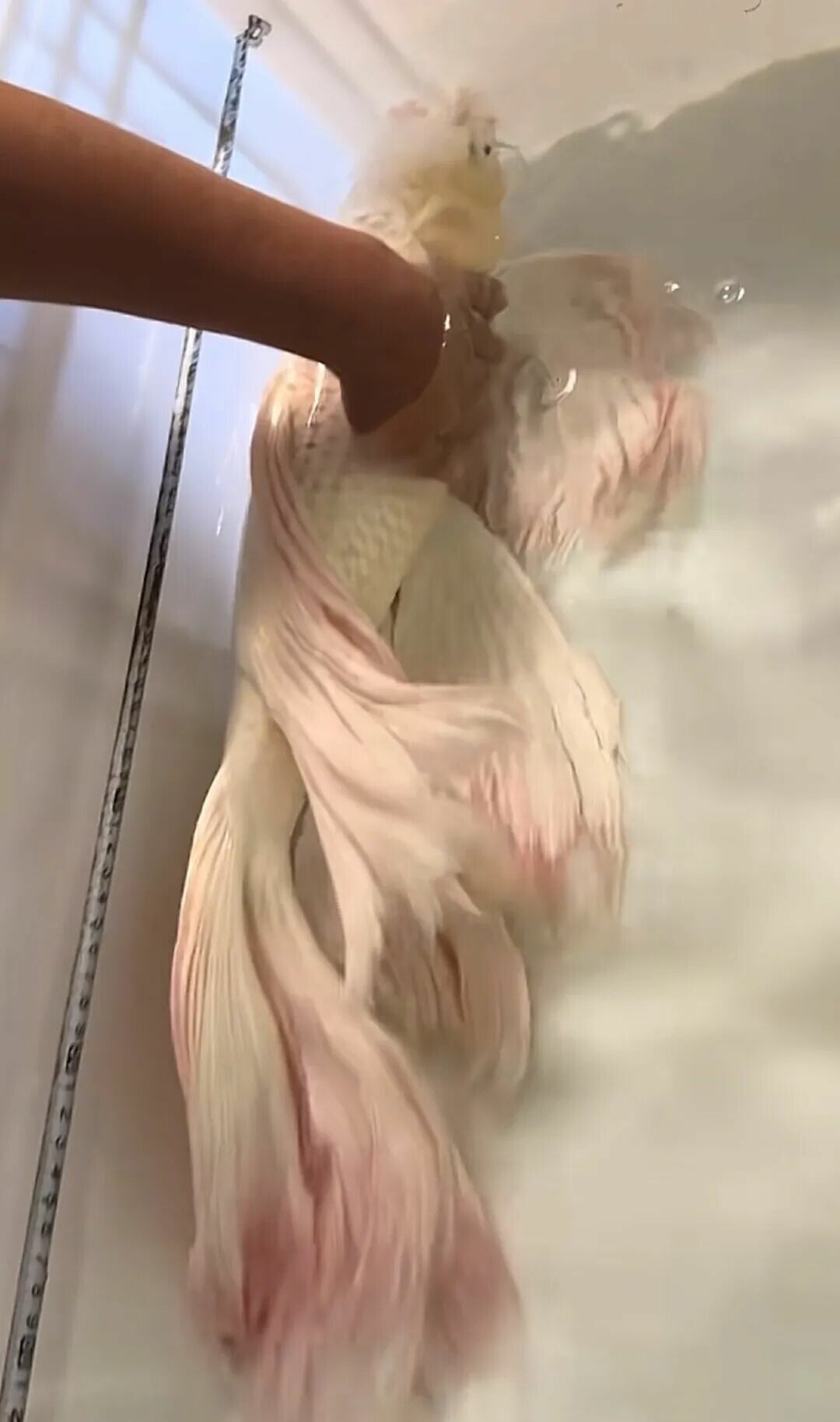 不同品种和颜色的蝴蝶鲤照片 
