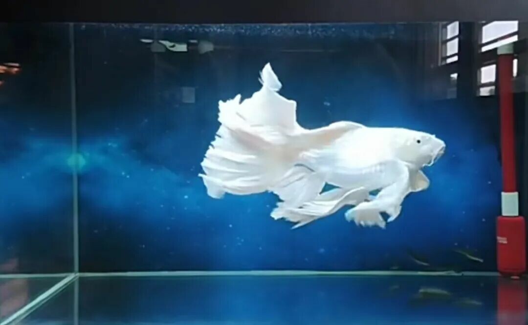 心情随笔