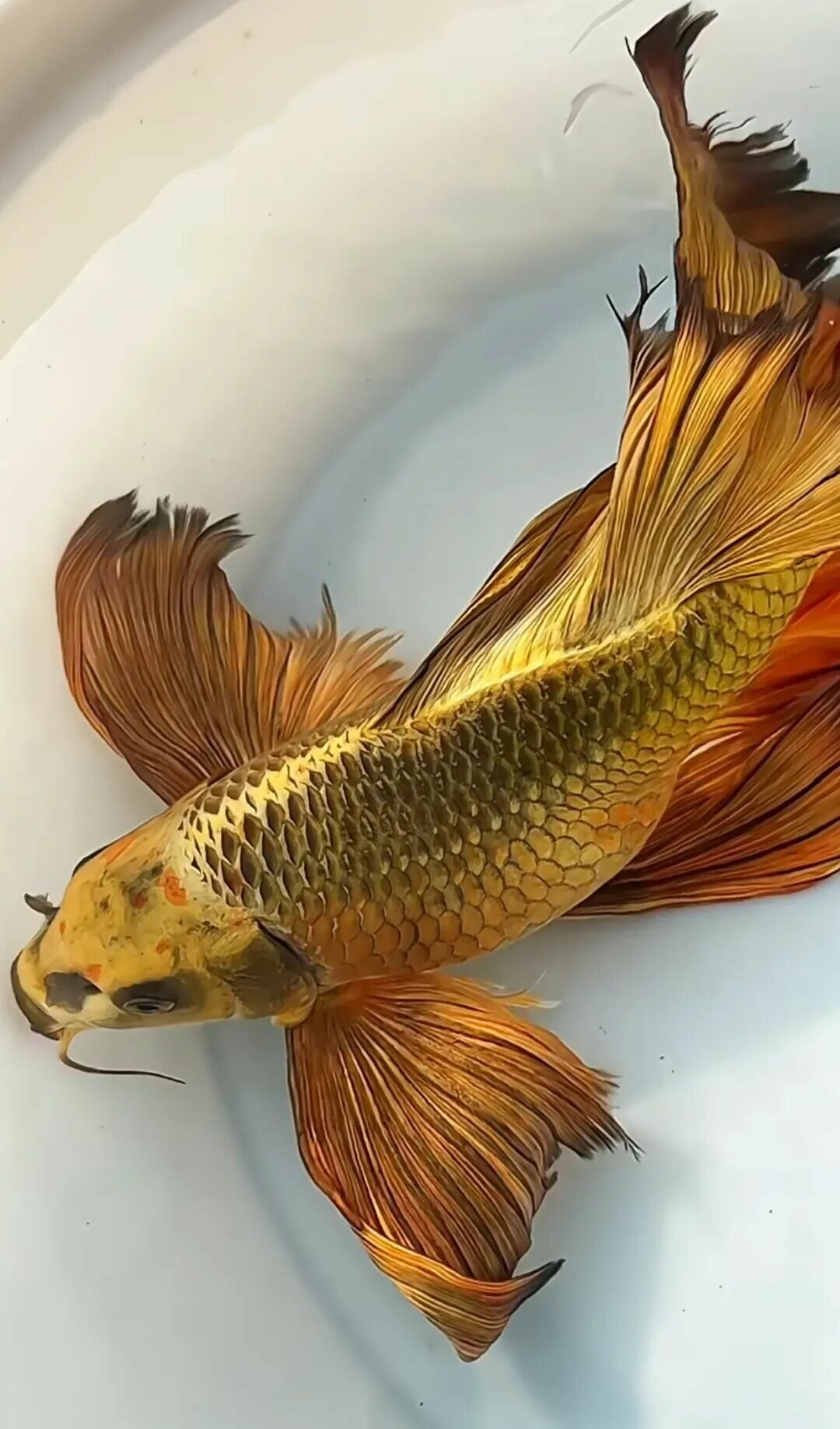 一条重金属光泽的蝴蝶鲤特写 