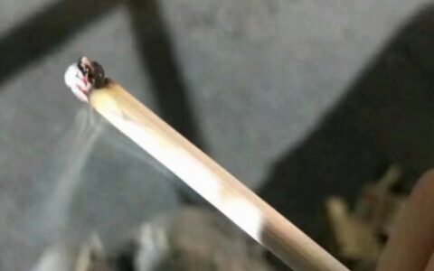 乌龟讨厌什么味道？6 种“毒气”让你的爱宠焦躁不安