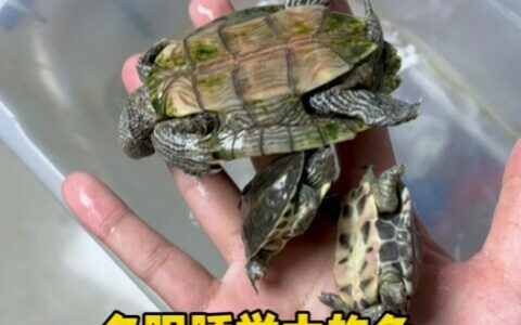 乌龟开春就死？揭秘 4 大春季养龟致命错误操作