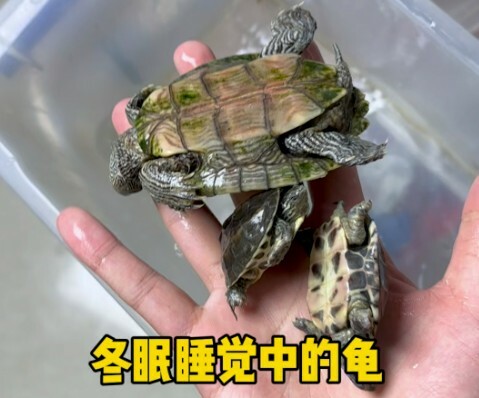 Turtles Dying at the Start of Spring? Uncovering 4 Fatal Spring Turtle-Keeping Mistakes