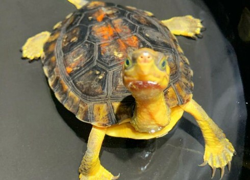 Turtles Dying at the Start of Spring? Uncovering 4 Fatal Spring Turtle-Keeping Mistakes