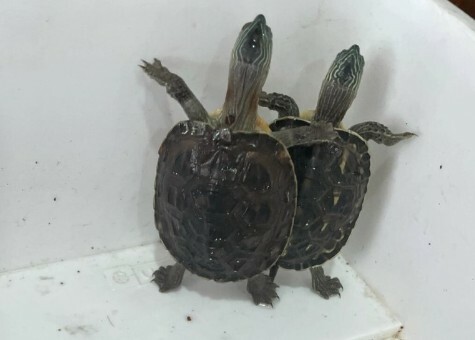 Turtles Dying at the Start of Spring? Uncovering 4 Fatal Spring Turtle-Keeping Mistakes