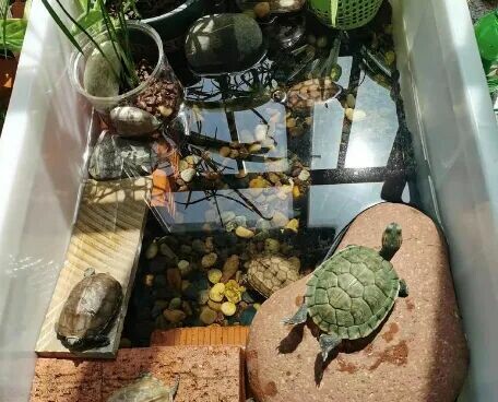 What Is a Tamed Turtle Like? 5 Behaviors That Prove It Sees You as Its “Owner”