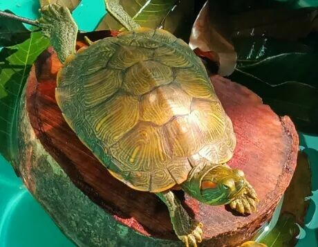 What to Do If Your Turtle is Inactive? Troubleshooting 3 Major Causes (Water Temperature / Water Quality / Illness) and Solutions