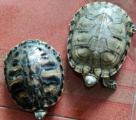 What to Do If Your Turtle is Inactive? Troubleshooting 3 Major Causes (Water Temperature / Water Quality / Illness) and Solutions