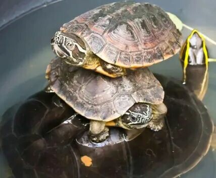 What to Do If Your Turtle is Inactive? Troubleshooting 3 Major Causes (Water Temperature / Water Quality / Illness) and Solutions