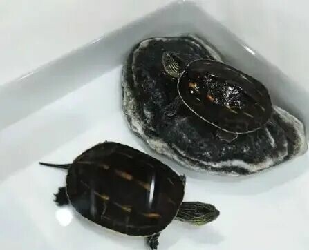 What to Do If Your Turtle is Inactive? Troubleshooting 3 Major Causes (Water Temperature / Water Quality / Illness) and Solutions