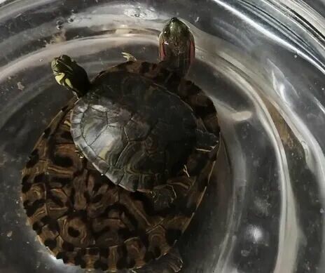 水辺で休んでいる一匹の金色の亀