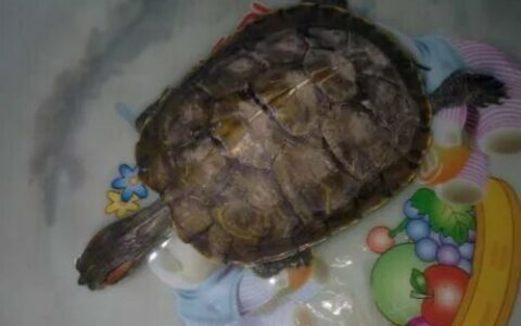 乌龟缸摆放位置有讲究：避开 3 个“煞气位”，旺财旺事业