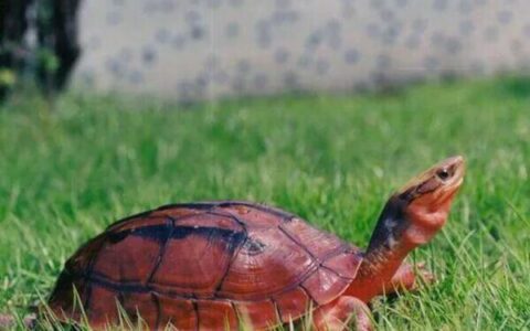 The Golden Coin Turtle: Morphology, Regional Differences, and Cultural Symbolism