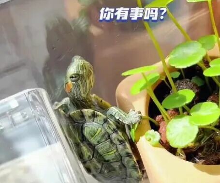 乌龟讨厌你的 6 大信号:这些行为说明它在排斥你!