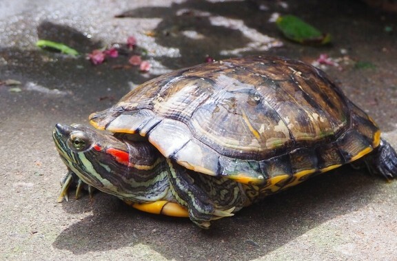一匹の亀が飼い主の手の中で安心して四肢と頭を伸ばしている