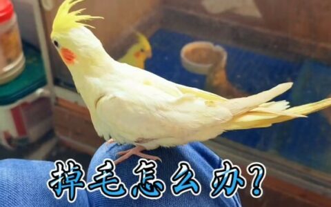 鹦鹉掉毛严重怎么办？揭秘 6 大常见原因与对症下药