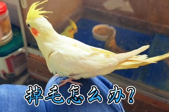 鹦鹉掉毛严重怎么办?揭秘 6 大常见原因与对症下药