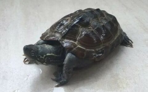 乌龟知道自己吃饱了吗？一文读懂龟的饮食习性